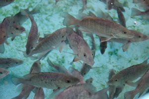 Top 8 Advantages of Fiberglass Tanks for Storing Fish